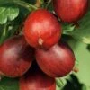 Ribes Uva-crispa 'Hinnonmäki Rot' CAC (Rote Stachelbeere) -Günstiges Pflanzen Land Geschäft 28800 Ribes 20uva crispa 20Hinnonmaeki 20rot 20CAC Rote 20Stachelbeere 1