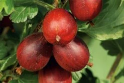 Ribes Uva-crispa 'Hinnonmäki Rot' CAC (Rote Stachelbeere)