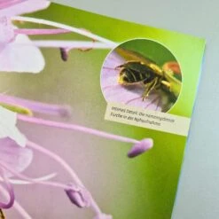 Mein Bienengarten, Erweiterte Auflage (Elke Schwarzer) -Günstiges Pflanzen Land Geschäft 28879 Mein 20Bienengarten 20erweiterte 20Auflage Elke 20Schwarzer 3 04aec3c1 537e 4eae 8d86 382d5cac2126