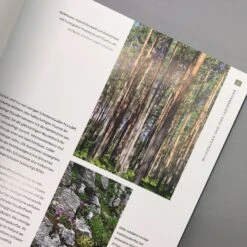 Heimische Wildstauden (Peter Steiger) -Günstiges Pflanzen Land Geschäft 28882 Heimische 20Wildstauden Peter 20Steiger 5