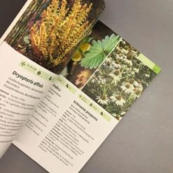 Taschenatlas Stauden (Heissel/Haberer) 10 Taschenatlas Stauden (Heissel/Haberer) -Günstiges Pflanzen Land Geschäft 28887 Taschenatlas 20Stauden HeisselHaberer 5