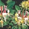 Lonicera Heckrottii 'Goldflame' (Feuer-Geißblatt) -Günstiges Pflanzen Land Geschäft 29220 Lonicera 20heckrottii 20Goldflame Feuer Geissblatt 1