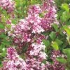 Syringa Meyeri 'Palibin' (Chinesischer Zwergflieder) -Günstiges Pflanzen Land Geschäft 31885 Syringa 20meyeri 20Palibin Chinesischer 20Zwergflieder 1
