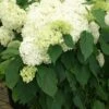 Hydrangea Arborescens 'Annabelle' (Strauchhortensie) -Günstiges Pflanzen Land Geschäft 32006 Hydrangea 20arborescens 20Annabelle Strauchhortensie 1