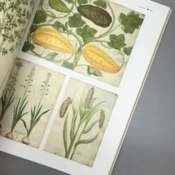 Wilde Wiesen Gestalten (Katrin Lugerbauer) -Günstiges Pflanzen Land Geschäft 32038 Wilde 20Wiesen 20gestalten Katrin 20Lugerbauer 4