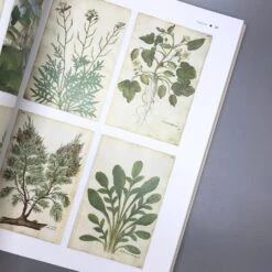 Wilde Wiesen Gestalten (Katrin Lugerbauer) -Günstiges Pflanzen Land Geschäft 32038 Wilde 20Wiesen 20gestalten Katrin 20Lugerbauer 6