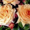 Rose 'Barock' (Strauchrose/Kletterrose) -Günstiges Pflanzen Land Geschäft 32475 Rose 20Barock StrauchroseKletterrose 1 cad5f0df 1605 4e6f 9628 d073e11116ca