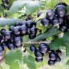 Ribes Nigrum 'Bona' (Schwarze Johannisbeere) -Günstiges Pflanzen Land Geschäft 32649 Ribes 20nigrum 20Bona Schwarze 20Johannisbeere 1