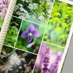 Sissinghurst Der Traumgarten (Tim Richardson) -Günstiges Pflanzen Land Geschäft 32737 Sissinghurst 20Der 20Traumgarten Tim 20Richardson 4