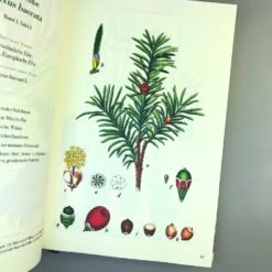 Die Flora Von Deutschland (Jacob Sturm) -Günstiges Pflanzen Land Geschäft 33049 Die 20Flora 20von 20Deutschland Jacob 20Sturm 5