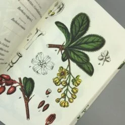 Die Flora Von Deutschland (Jacob Sturm) -Günstiges Pflanzen Land Geschäft 33049 Die 20Flora 20von 20Deutschland Jacob 20Sturm 6