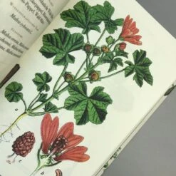 Die Flora Von Deutschland (Jacob Sturm) -Günstiges Pflanzen Land Geschäft 33049 Die 20Flora 20von 20Deutschland Jacob 20Sturm 7