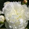 Paeonia Lactiflora 'Duchesse De Nemours' (Staudenpfingstrose) -Günstiges Pflanzen Land Geschäft 3367 Paeonia 20lactiflora 20Duchesse 20de 20Nemours Staudenpfingstrose 1 97576def f028 482c 84b8 faed46861b9f