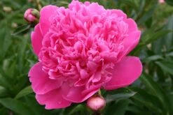 Paeonia Lactiflora 'Edulis Superba' (Staudenpfingstrose)