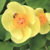 Paeonia Mlokosewitschii (Gelbblühende Kaukasus-Pfingstrose) -Günstiges Pflanzen Land Geschäft 3410 Paeonia 20mlokosewitschii Gelbbluehende 20Kaukasus Pfingstrose 1