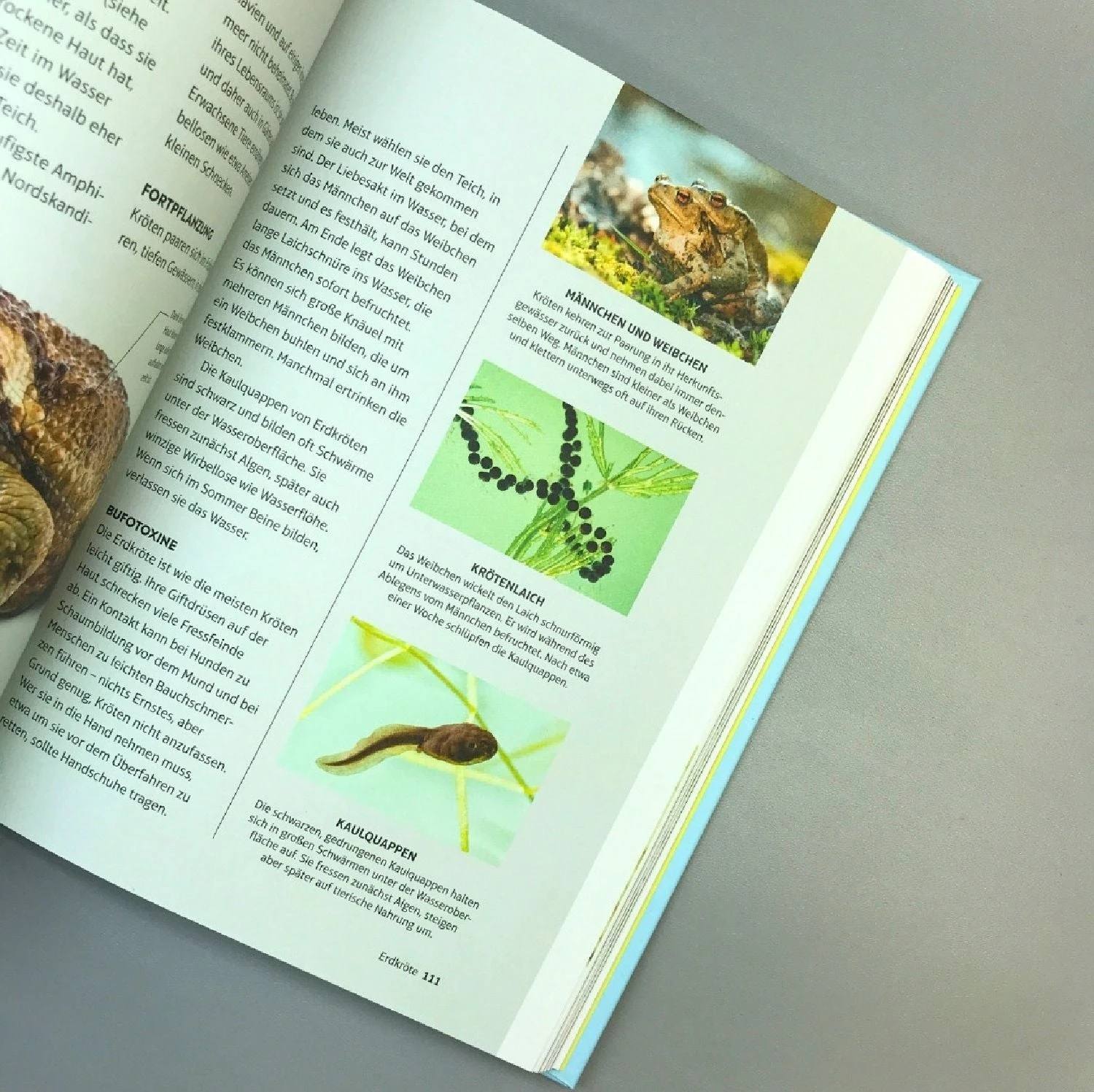 Leben Am Gartenteich (Kate Bradbury) 4 Leben Am Gartenteich (Kate Bradbury) – Bild 2