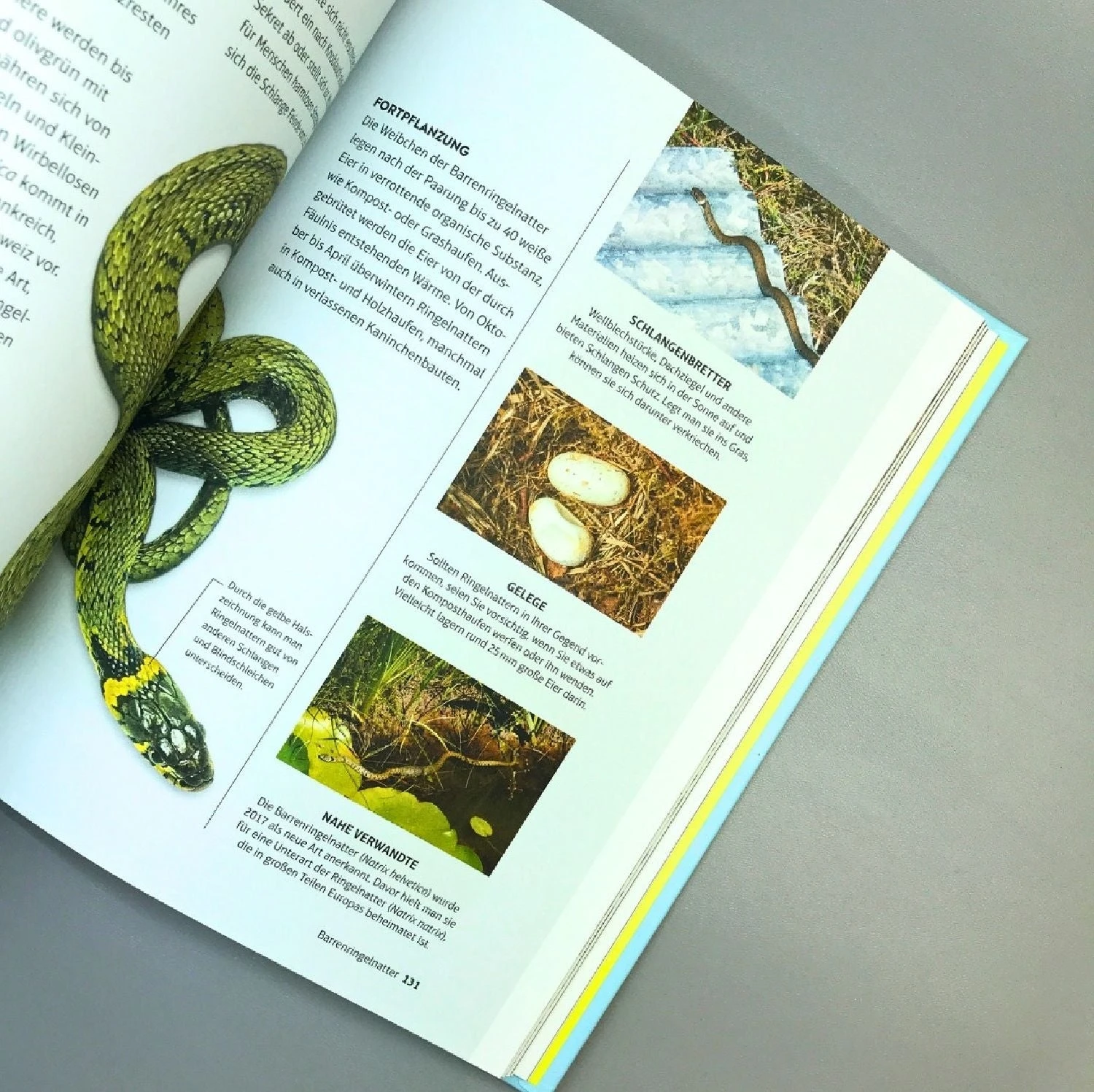 Leben Am Gartenteich (Kate Bradbury) 6 Leben Am Gartenteich (Kate Bradbury) – Bild 4