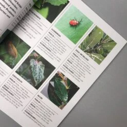 Pflanzen Im Topf (Grünes Garten Wissen) -Günstiges Pflanzen Land Geschäft 34299 Pflanzen 20im 20Topf Gruenes 20Garten 20Wissen 4