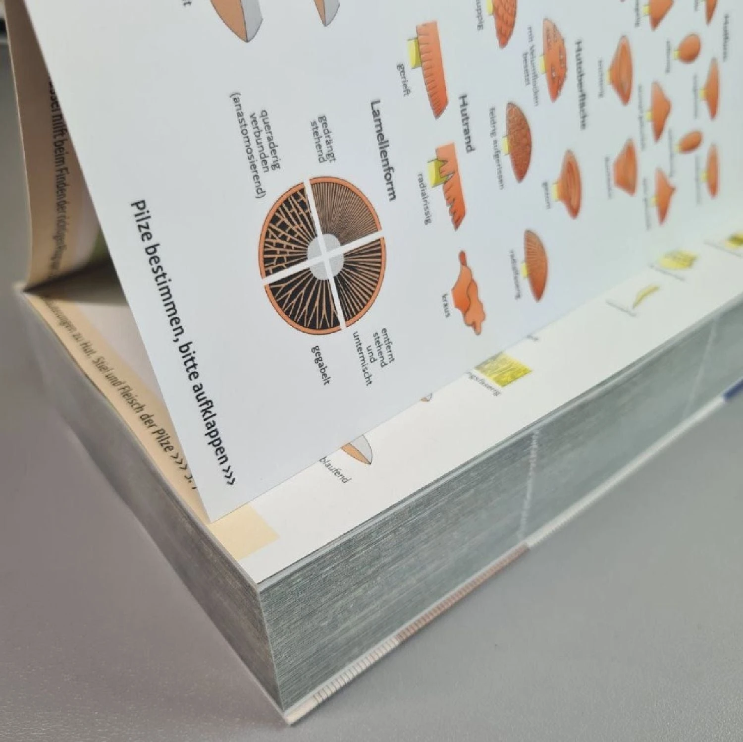 Der Große Kosmos Pilzführer (Hans E. Laux) 4 Der Große Kosmos Pilzführer (Hans E. Laux) – Bild 2