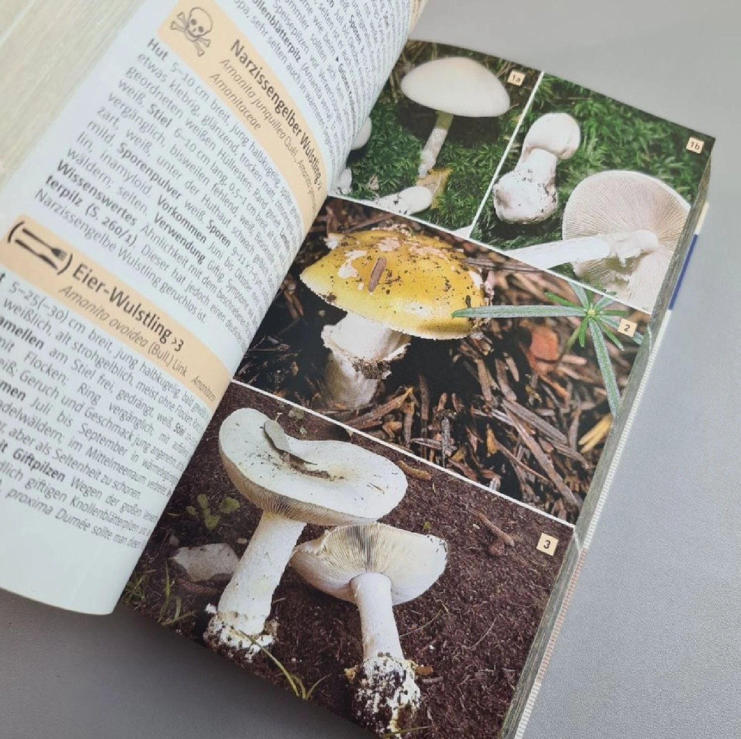 Der Große Kosmos Pilzführer (Hans E. Laux) 7 Der Große Kosmos Pilzführer (Hans E. Laux) – Bild 5