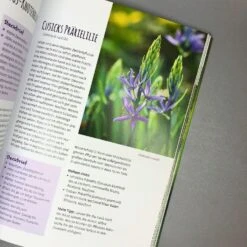 Die 150 Besten Pflanzen (für Jede Gartenecken) -Günstiges Pflanzen Land Geschäft 35935 Die 20150 20Besten 20Pflanzen fuer 20jede 20Gartenecken 5