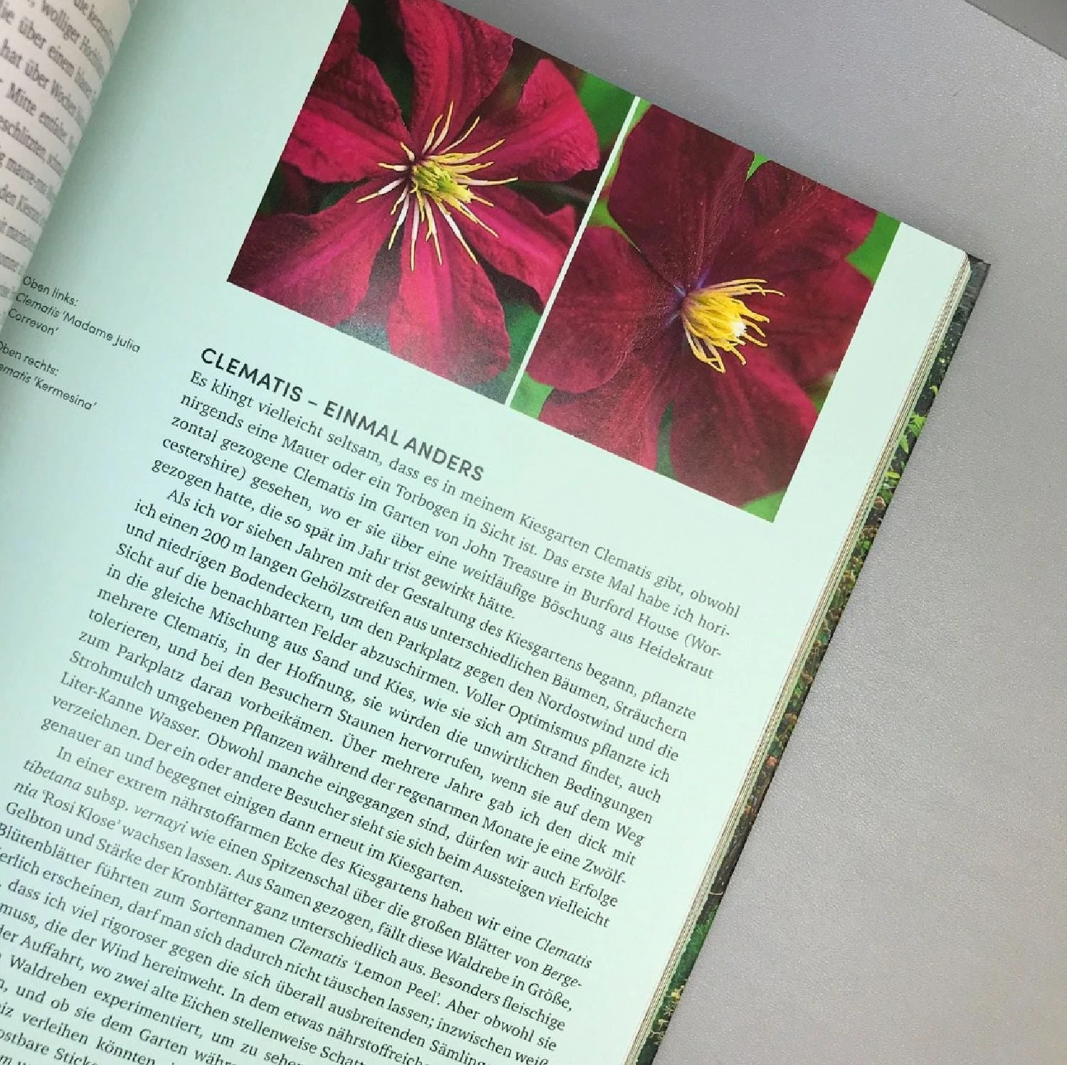 Beth Chatto Kiesgarten (Gärtnern Auf Trockenem Standort) 7 Beth Chatto Kiesgarten (Gärtnern Auf Trockenem Standort) – Bild 5