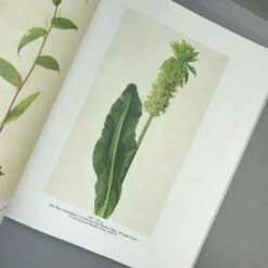 FLOWERS! (Blumen In Der Kunst Des 20. Jahrhunderts) -Günstiges Pflanzen Land Geschäft 36039 FLOWERS Blumen 20in 20der 20Kunst 20des 2020 20Jahrhunderts 4 d5b314c6 9832 42a6 9d78 e8486d2e12ef