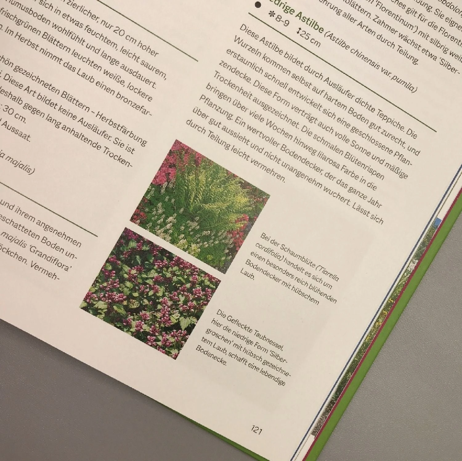 Das Große Handbuch - Stauden (Martin Stangl) 6 Das Große Handbuch - Stauden (Martin Stangl) – Bild 4