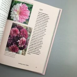 Dahlien Zauber (Sarah Stiller) 10 Dahlien Zauber (Sarah Stiller) -Günstiges Pflanzen Land Geschäft 38278 Dahlien 20Zauber Sarah 20Stiller 4