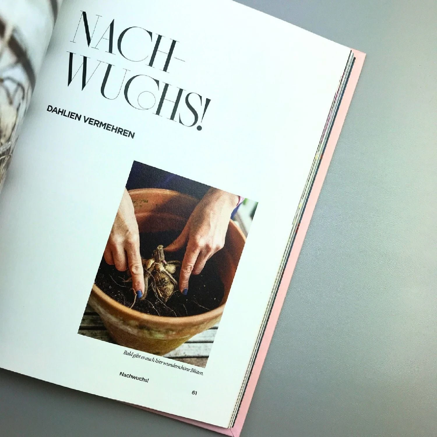 Dahlien Zauber (Sarah Stiller) 6 Dahlien Zauber (Sarah Stiller) – Bild 4