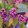 Callicarpa Bodinieri 'Profusion' (Schönfrucht; Liebesperlenstrauch) -Günstiges Pflanzen Land Geschäft 41330 Callicarpa 20bodinieri 20Profusion Schoenfrucht 20Liebesperlenstrauch 1 bda968e6 15b3 47f3 8619 42ec534018e8