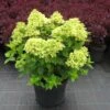 Hydrangea Paniculata 'Little Lime' (Rispenhortensie) -Günstiges Pflanzen Land Geschäft 42717 Hydrangea 20paniculata 20Little 20Lime Rispenhortensie 1
