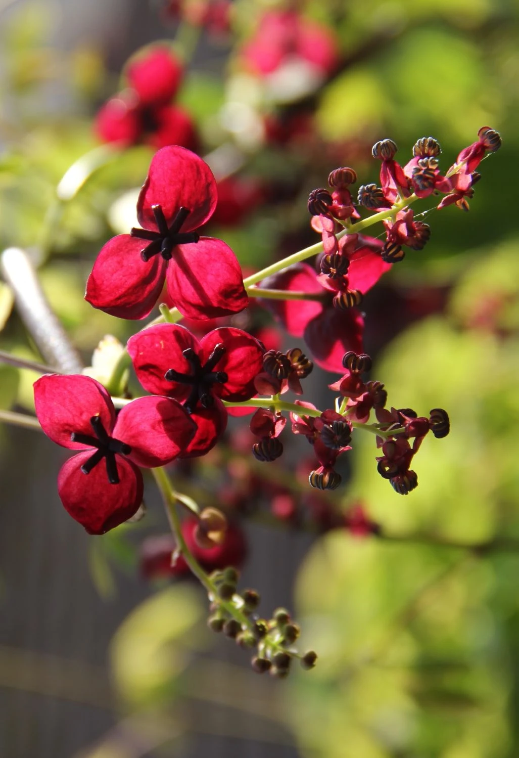 Akebia Quinata (Schokoladenwein) 3 Akebia Quinata (Schokoladenwein)
