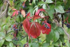 Parthenocissus Quinquefolia 'Engelmannii' (Engelmanns-Wilder-Wein) -Günstiges Pflanzen Land Geschäft 44333 Parthenocissus 20quinquefolia 20Engelmannii Engelmanns Wilder Wein 2