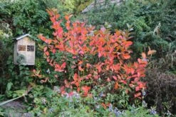 Aronia Melanocarpa 'Viking' (Apfelbeere) -Günstiges Pflanzen Land Geschäft 46820 Aronia 20melanocarpa 20Viking Apfelbeere 3 65a8125b d09c 401e 9db8 4123198ccd7b