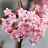 Viburnum X Bodnantense 'Dawn' (Duftender Winter-Schneeball) -Günstiges Pflanzen Land Geschäft 47800 Viburnum 20x 20bodnantense 20Dawn Duftender 20Winter Schneeball 1