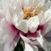 Paeonia Itoh-Hybride 'Cora Louise' (Intersektionelle Pfingstrose) -Günstiges Pflanzen Land Geschäft 65395 Paeonia 20Itoh Hybride 20Cora 20Louise Intersektionelle 20Pfingstrose 1