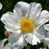 Paeonia Lactiflora 'Krinkled White' (Staudenpfingstrose) -Günstiges Pflanzen Land Geschäft 65404 Paeonia 20lactiflora 20Krinkled 20White Staudenpfingstrose 1 5493a946 5e38 4154 9bb5 d7ec4631408e
