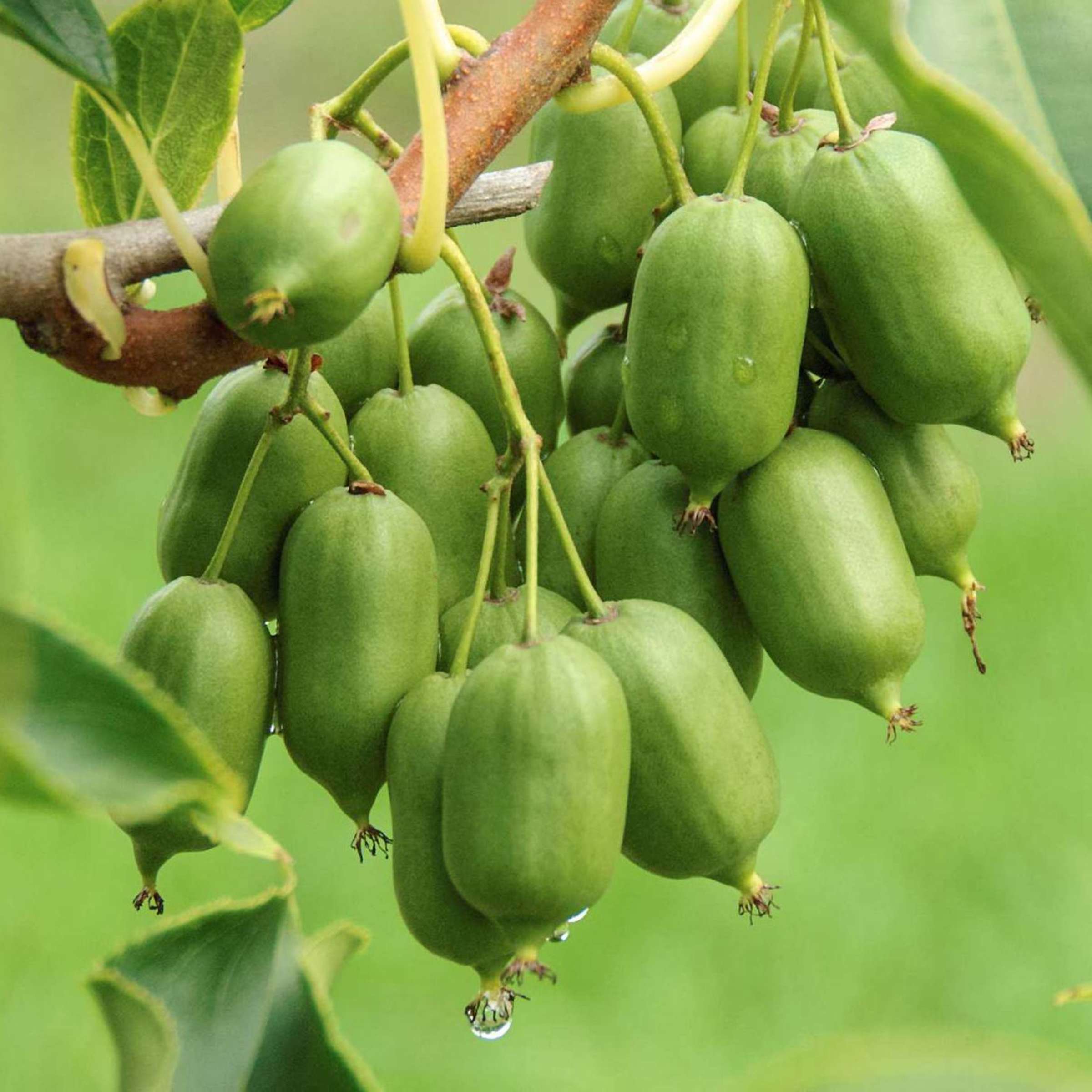 Günstiges Pflanzen Land Geschäft -Günstiges Pflanzen Land Geschäft 1