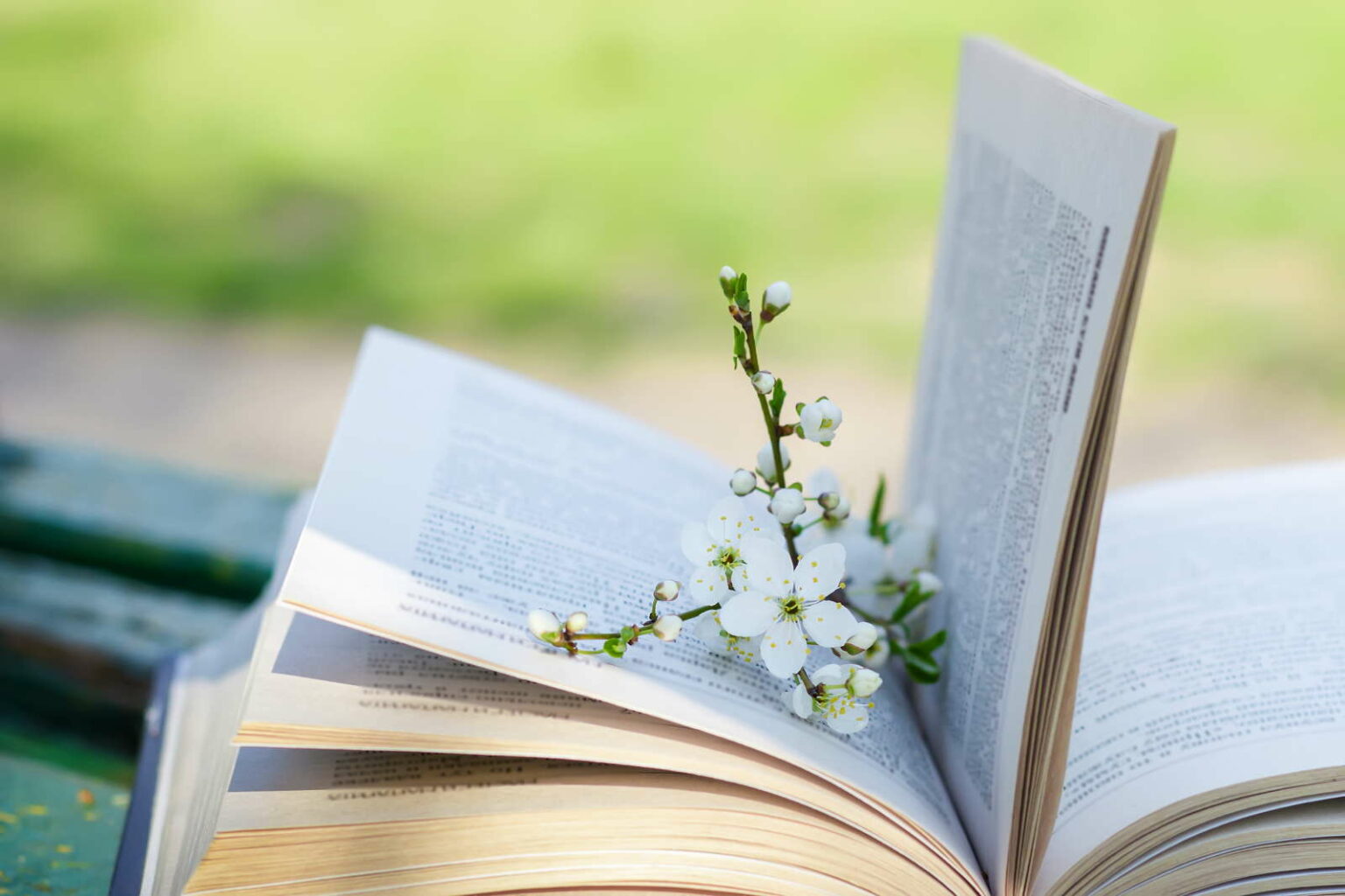 Günstiges Pflanzen Land Geschäft -Günstiges Pflanzen Land Geschäft Bild mit Buch und Blume 1536x1024 1